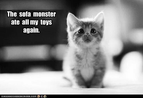Котенок просит фото The sofa monster ate all my toys again. Kittens cutest, Baby animals, Kittens