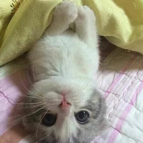 Котенок проснулся фото Pin by YoDonna Collins on Cuteness Overload Cutee animals, Puppies and kitties, 