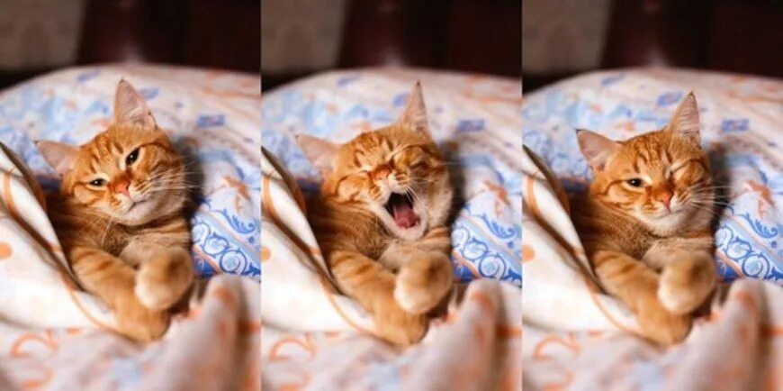 Котенок проснулся фото #утро_МВ@volnaja_mira Доброе утро! Встретим новый день с улыбкой! 2023 Мира Воль