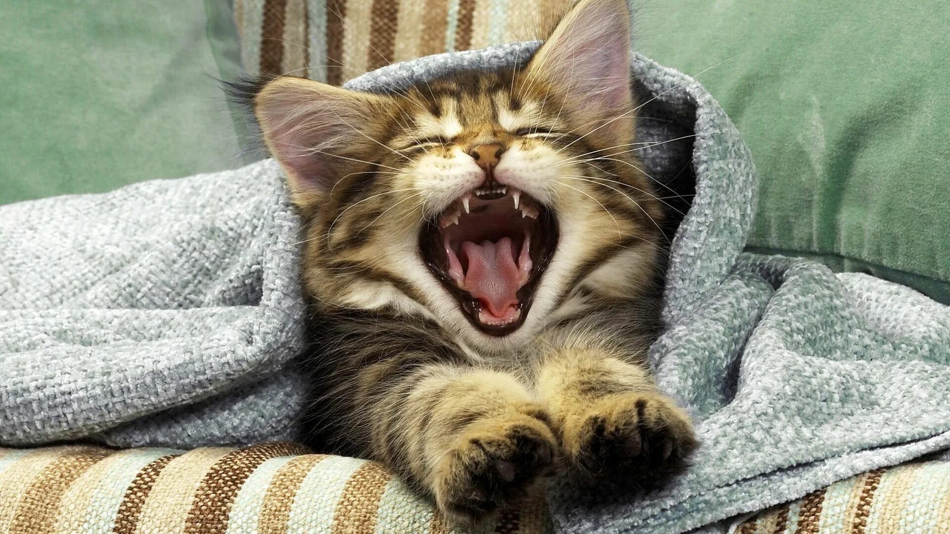 Котенок проснулся фото Download wallpaper 1920x1080 cat, yawning, mouth, blanket, kitten full hd, hdtv,