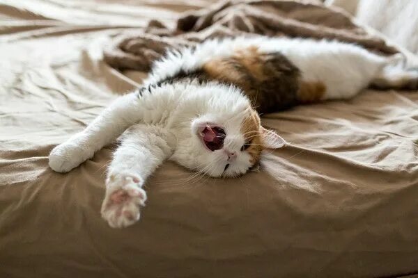 Котенок проснулся фото Happy Caturday! Making the bed with Coco. Cat stretching, Good morning cat, Morn