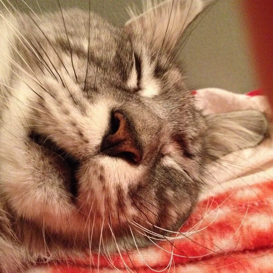 Котенок проснулся фото Кот, который спал бы 24 часа, если б я не гремела его миской 2 раза в день)