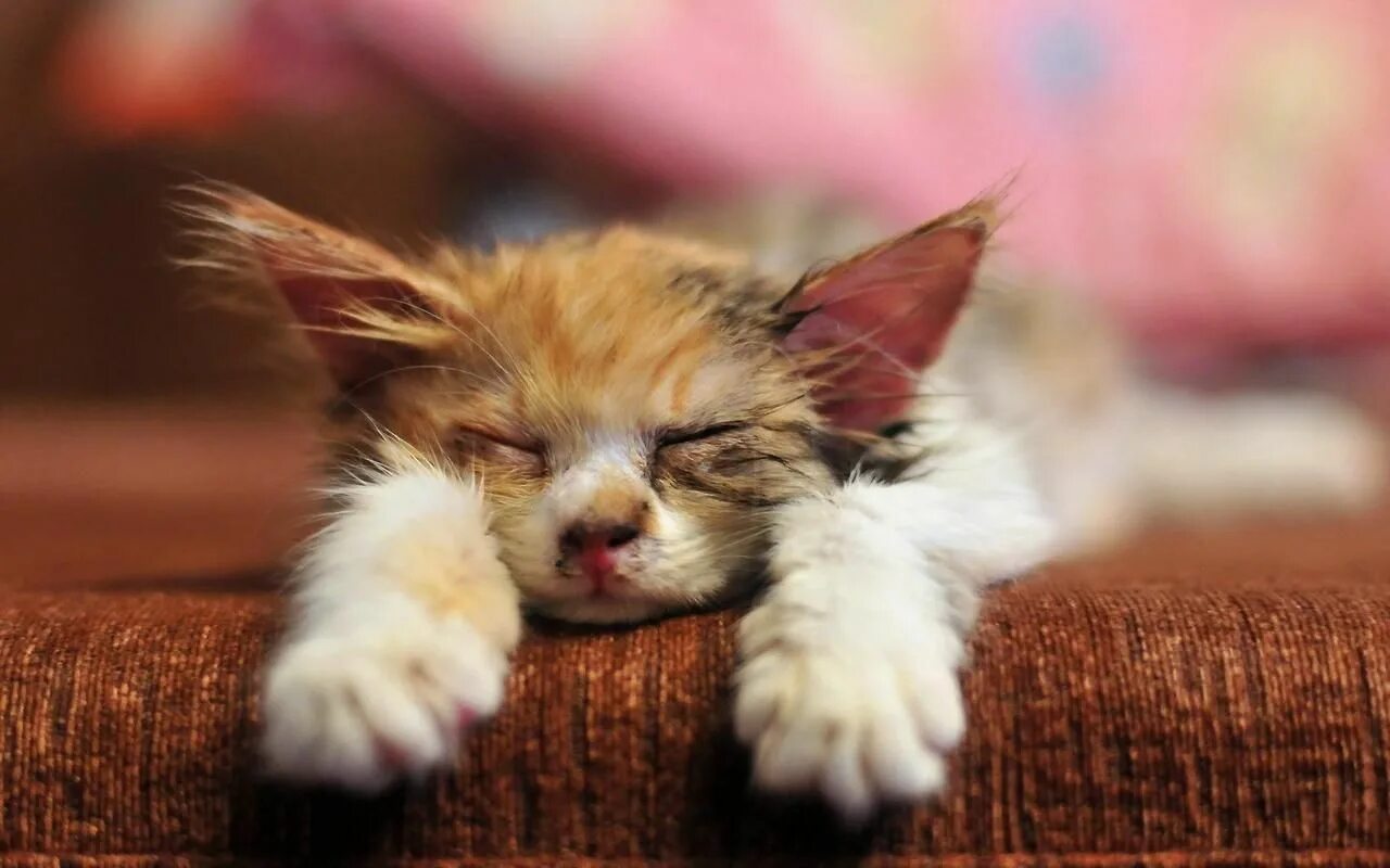 Котенок проснулся фото Pin by ky on Fluffiness Sleepy cat, Cute funny animals, Crazy cats