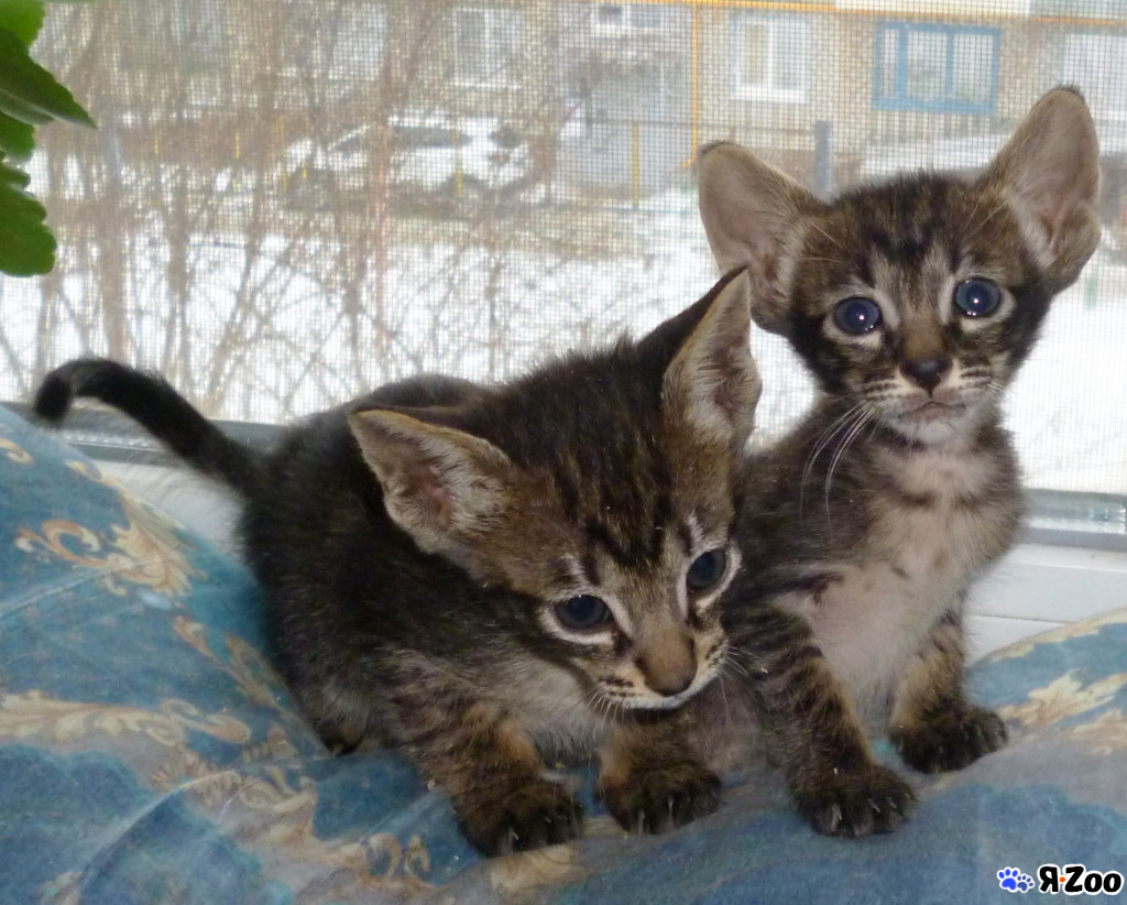 Котенок пятнистый фото Ориентальные пятнистые котята - купить кошку в Москве за 10000 ₽ на ZooYa.ru, м.