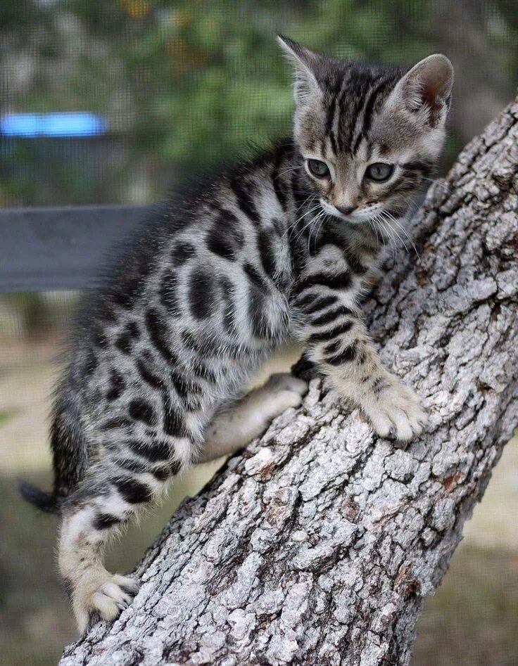 Котенок пятнистый фото Funny Videos,Funny KIds,Funny Animals,Funny Videos OF People Falling,Funny Jokes