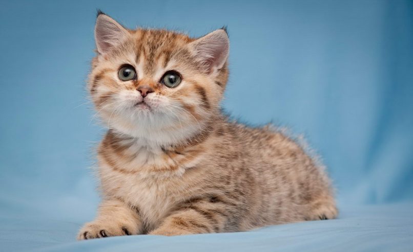 Котенок пятнистый фото Пятнистые котята my-photoshop.ru
