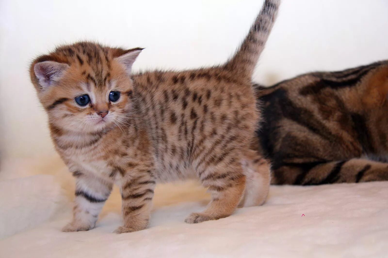 Котенок пятнистый фото Котенок мальчик британский короткошерстный (британец) черный золотой пятнистый R
