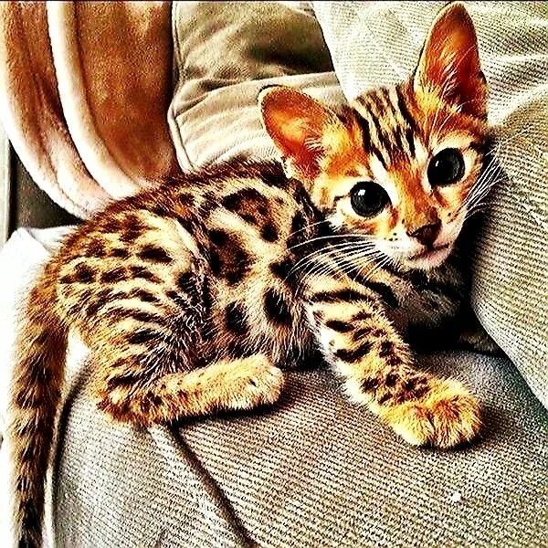 Котенок пятнистый фото Tout doux Bengal cat, Cat breeds, Cats