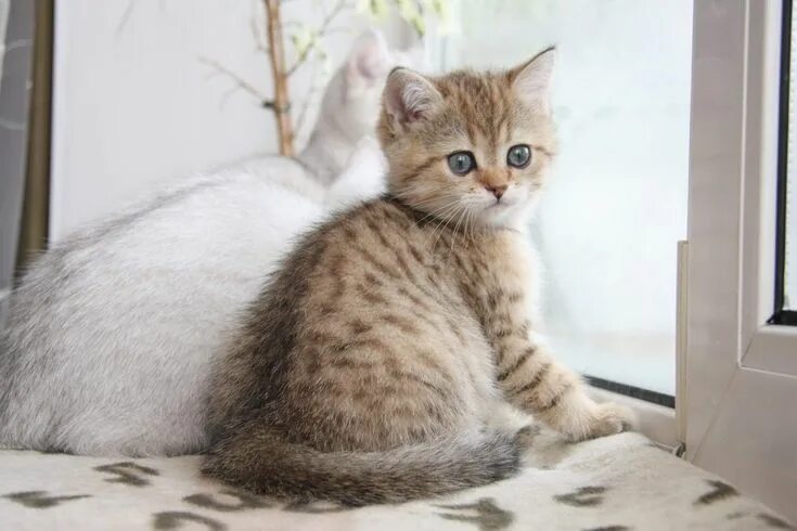 Котенок пятнистый фото Pin on Cute cats