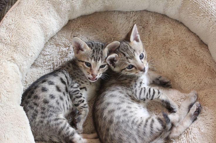 Котенок пятнистый фото F5 SBT Talon and Tempest Savannah cat, Spotted cat, Cats