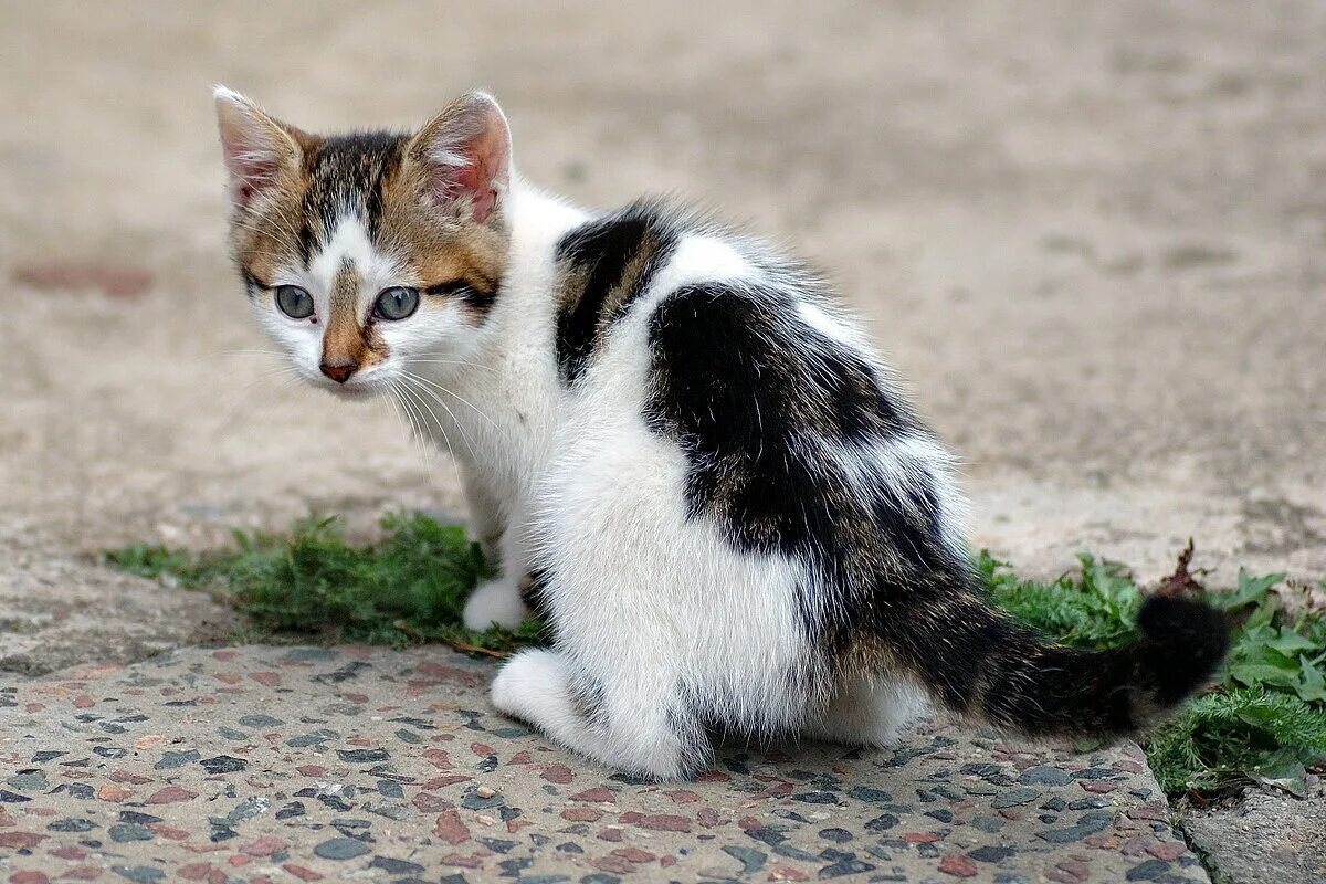 Котенок пятнистый фото chaton - Викисловарь