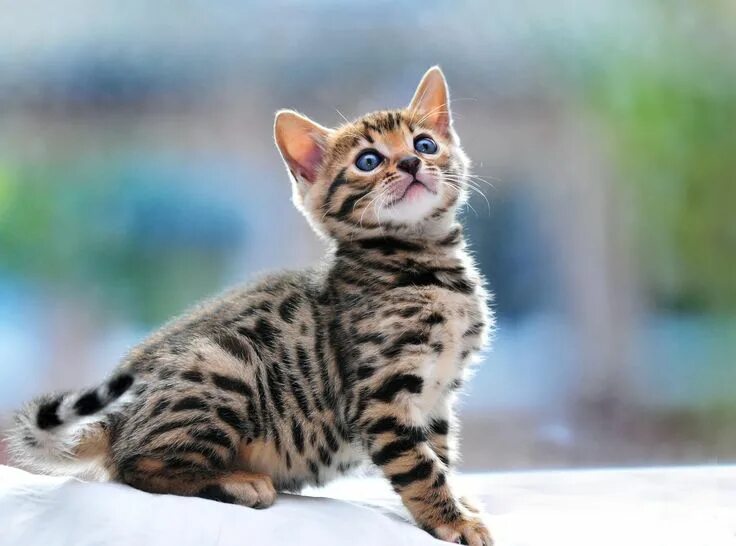Котенок пятнистый фото bengal cat - Google Search Bengal kitten, Bengal cat, Tabby kitten