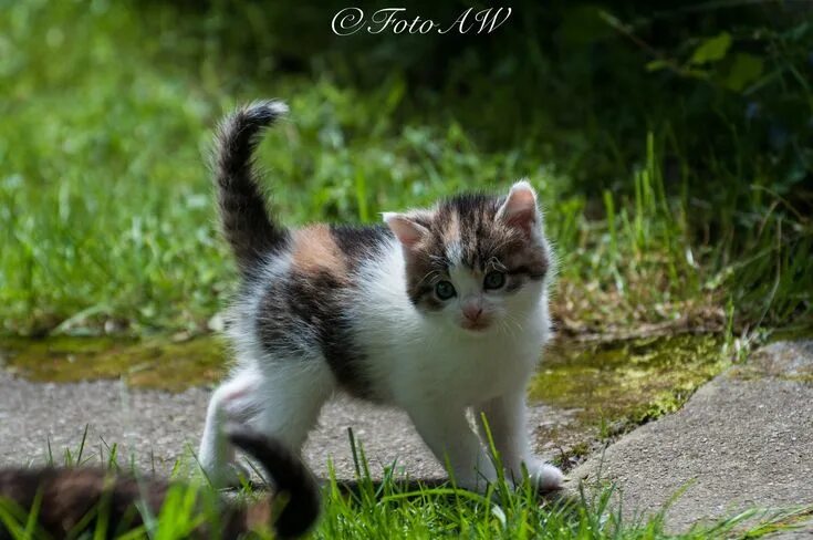 Котенок пятнистый фото Pin by Fish Loving on Sweet Kittens and Cats =..= ***P1/Cmt2*** 2032531@N24 Cats
