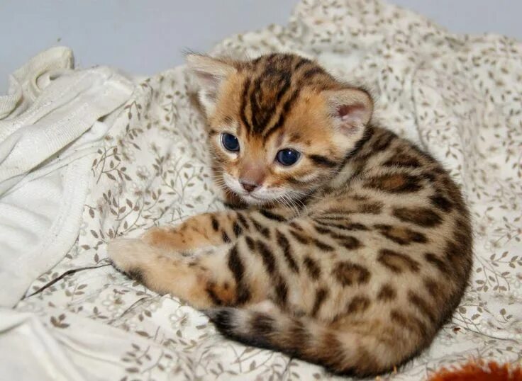 Котенок пятнистый фото Pin on For the Love of Animals Bengal kitten, Cute cats, Bengal kittens for sale