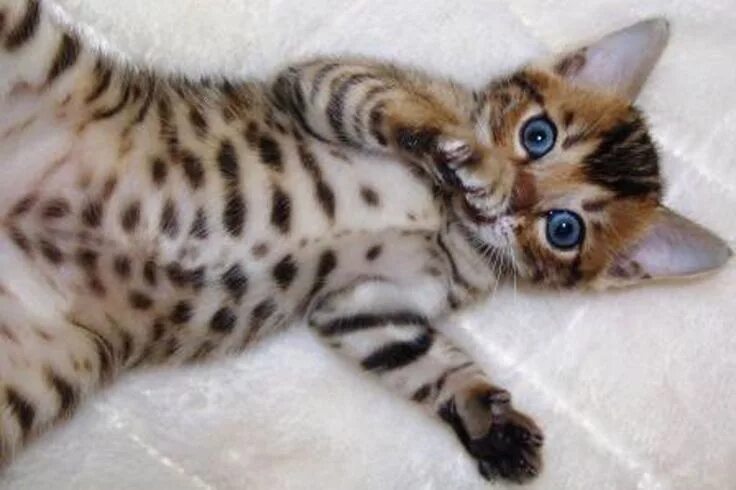 Котенок пятнистый фото Pin on Scrapbook Bengal kitten, Kittens cutest, Bengal cat