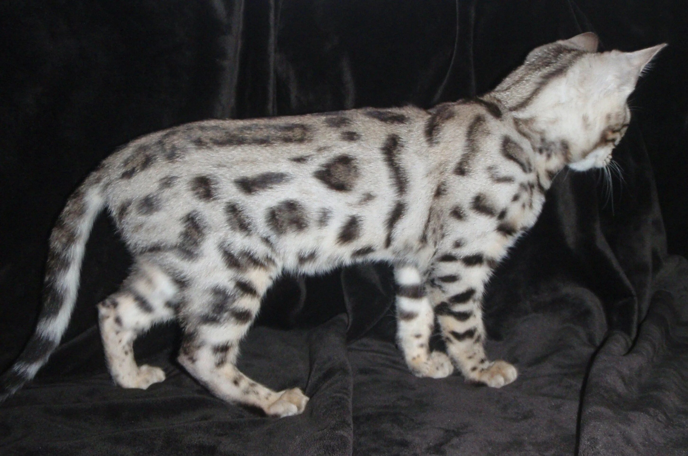 Котенок пятнистый фото Image detail for -bengal cats White bengal cat, Asian leopard cat, Cat breeds