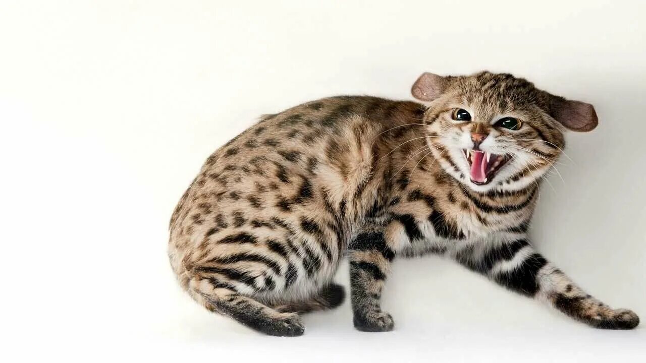 Котенок пятнистый фото Картина на холсте 33x50 LinxOne "Omaha zoo black footed cat" интерьер для дома /
