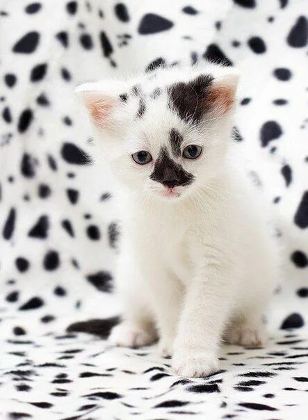 Котенок пятнистый фото spotted kitty cat // so stinkin' cute! Cats, Pretty cats, Crazy cats