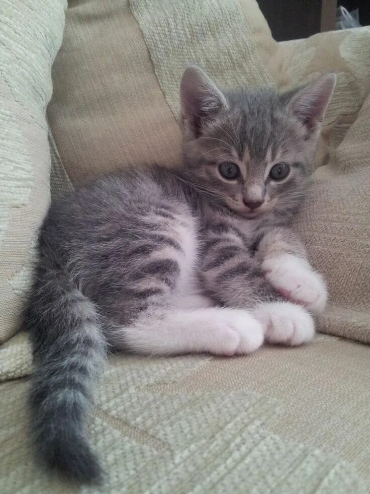 Котенок реальное фото Grey and White Kitten for Sale Derby, Derbyshire Pets4Homes Grey tabby cats, Gre
