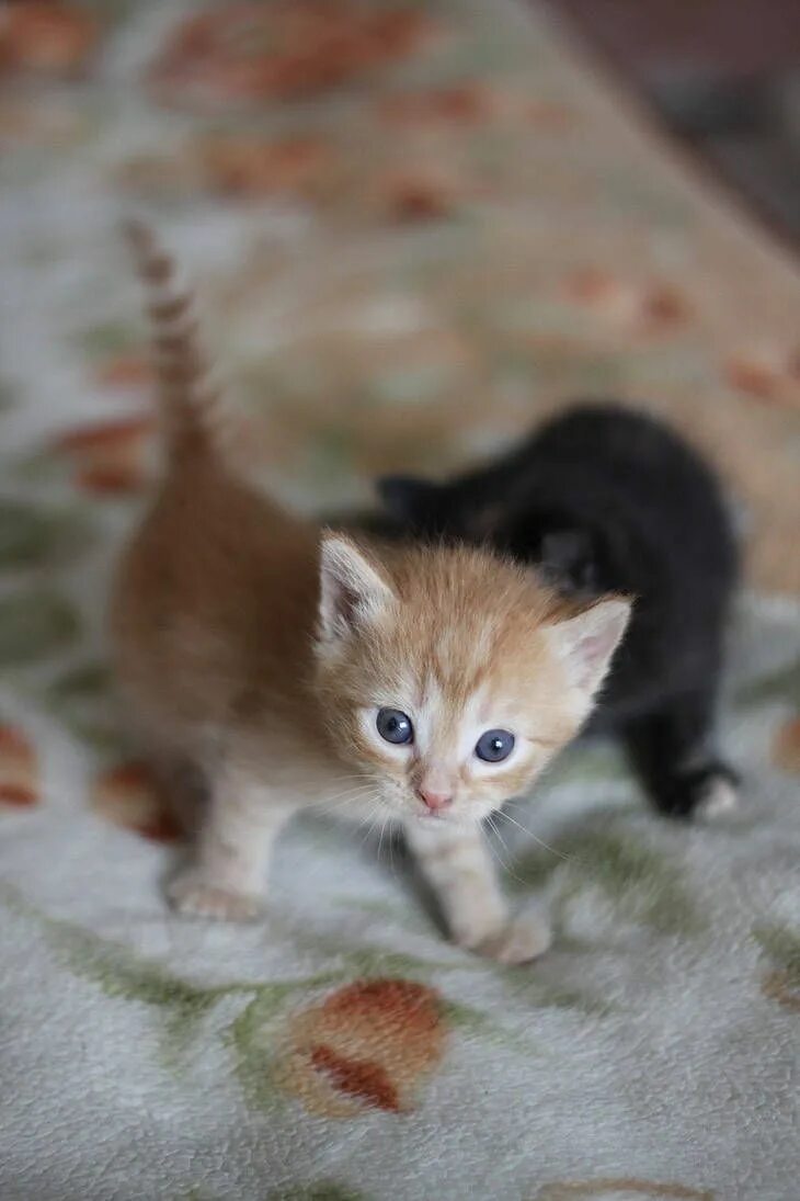 Котенок реальное фото Kitten by black--hawk on DeviantArt Super cute kittens, Cute cats, Kittens cutes