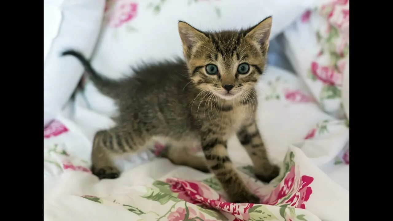 Котенок реальное фото Meditate with Cat Beautiful Piano music for Sleep #23 - YouTube