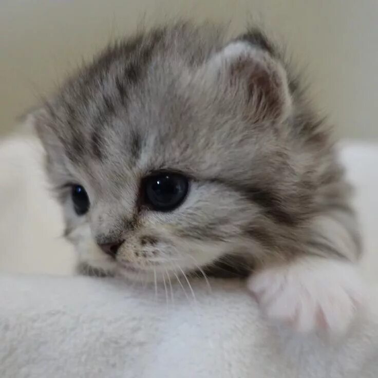 Котенок реальное фото Adorable Kitten by (@matatabi_neko_house) on Instagram Детеныши животных, Милые 