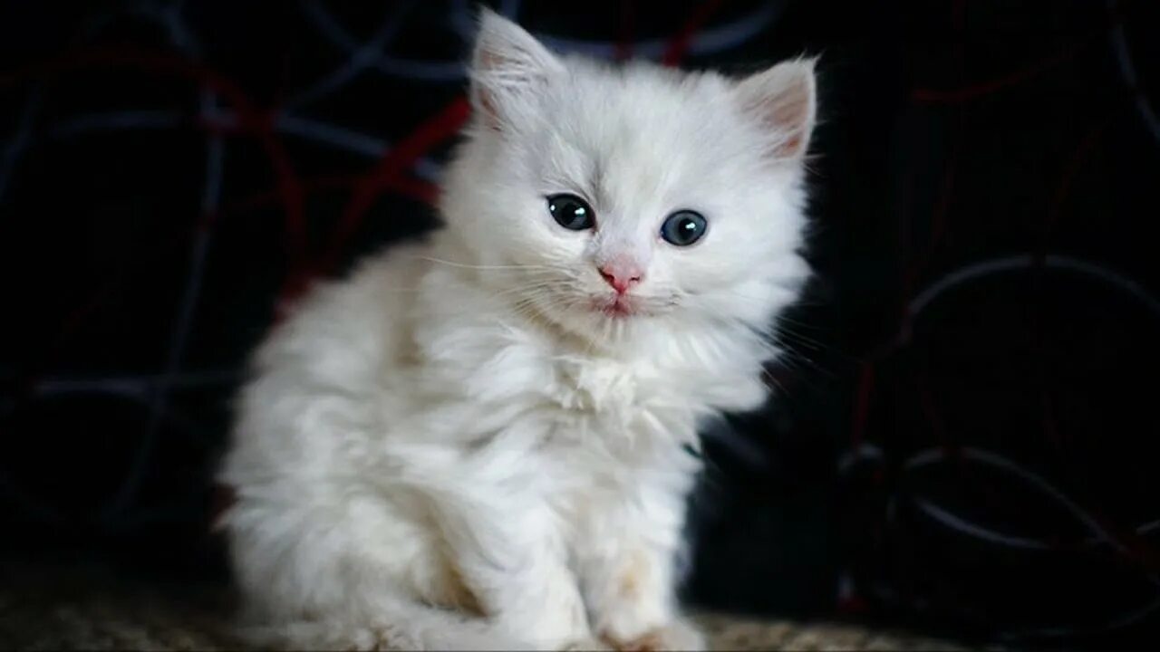 Котенок реальное фото Девушка купила белого котёнка мейн-куна, но она и представить не могла кем окаже