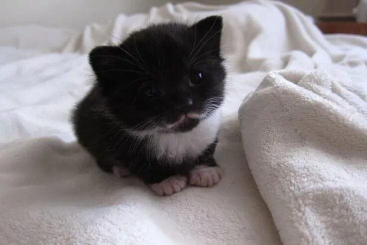Котенок реальное фото 39 Overly Adorable Kittens To Brighten Your Day Kittens cutest, Cute cat gif, Cu