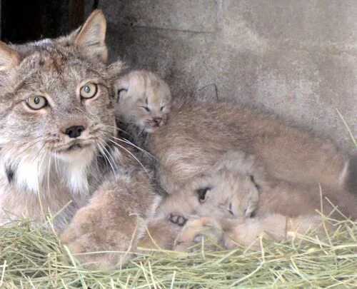 Котенок рыси фото Curious Lynx Kittens Show Their Climbing Cred at Cheyenne Mountain Zoo (With ima