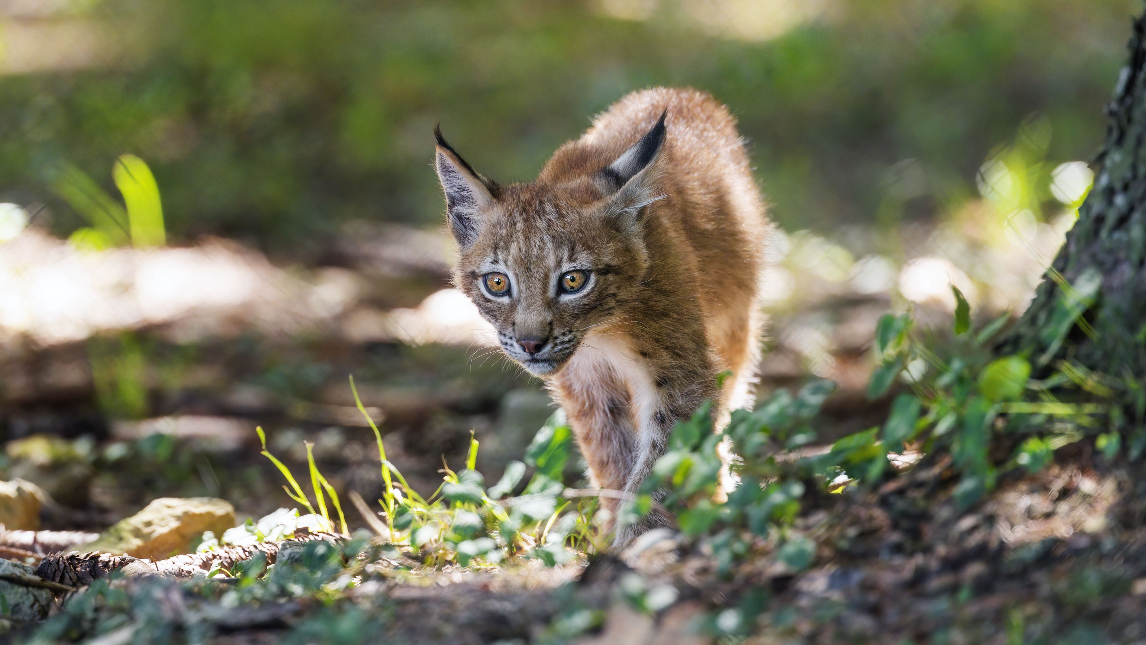 Котенок рыси фото Download wallpaper 3840x2160 lynx, kitten, predator, animal, light, grass 4k uhd