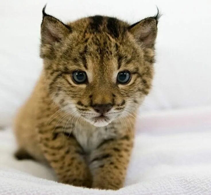 Котенок рыси фото Iberian lynx kitten. Lince iberico, Lince, Felino