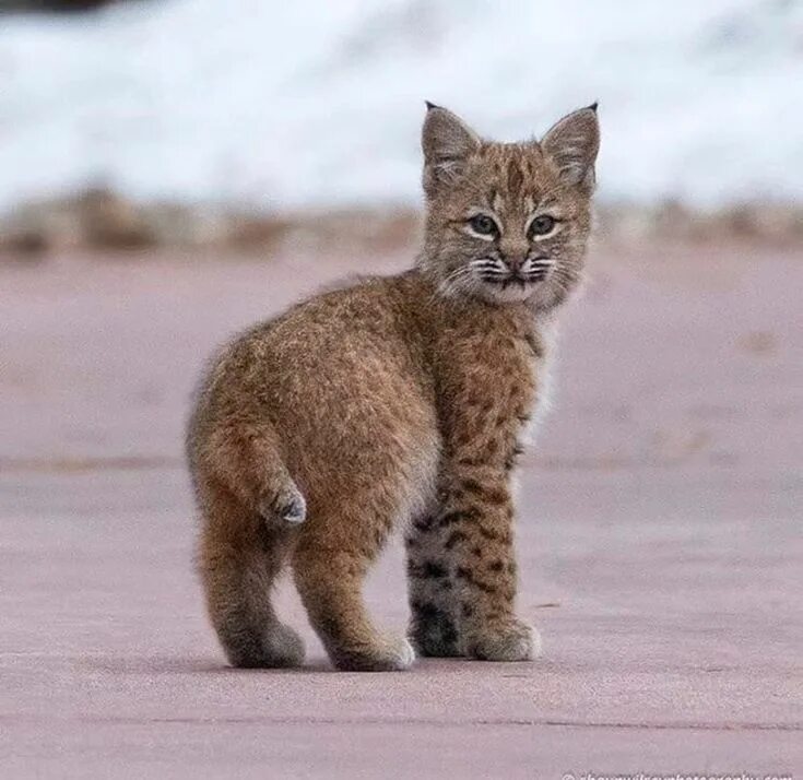 Котенок рыси фото Pin on Cats & Kittens