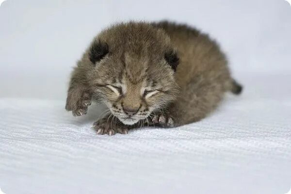 Котенок рыси фото Я - рысь, а не котенок! - ZooPicture.ru Eurasian lynx, Zooborns, Baby animals pi