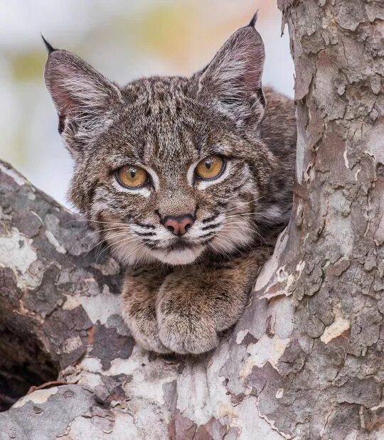 Котенок рыси фото Pin by Malon Herbst on Raubkatzen Bobcat kitten, Animals, Animals beautiful