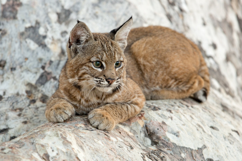 Котенок рыси фото 2048x1365 Fond d'écran Lynx. Découvrez, Téléchargez, Commentez et Notez ce Fond 