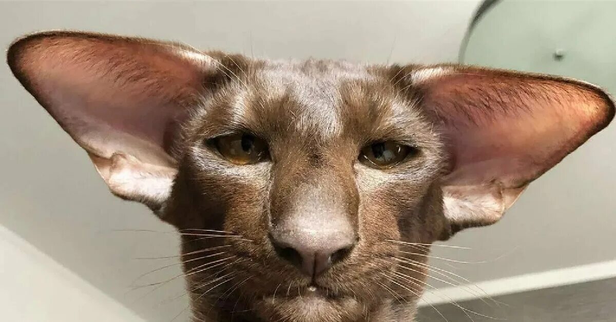 Котенок с большими ушами фото Хозяин, я пришёл с миром! Кормить будешь? Пикабу