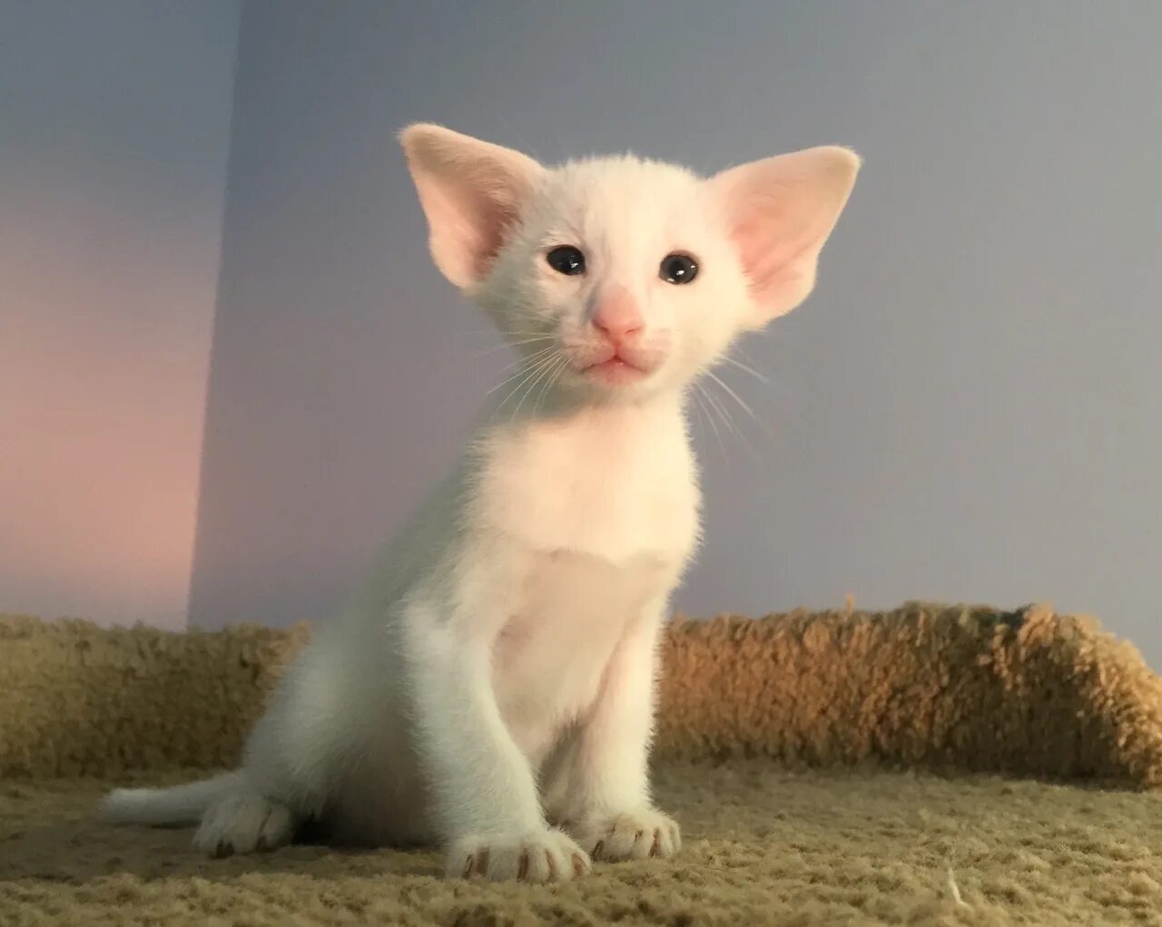 Котенок с большими ушами фото Где купить котёнка ориентальной породы? В питомнике Mascot