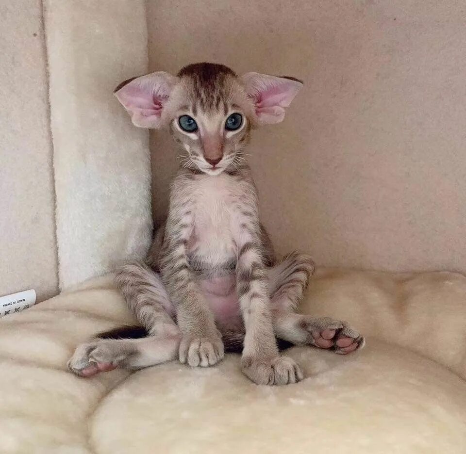 Котенок с большими ушами фото Pin on Cats