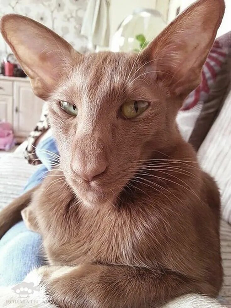 Котенок с большими ушами фото Pin on Коты