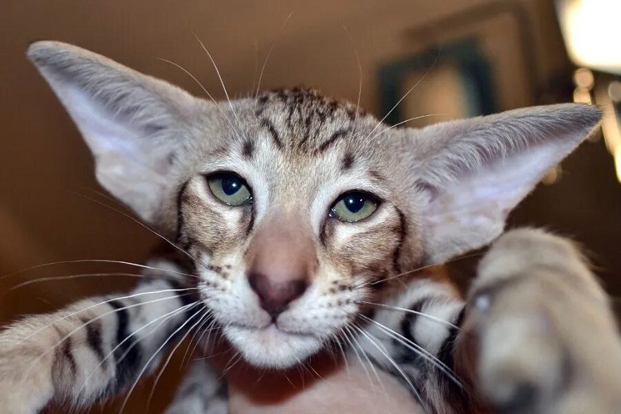 Котенок с большими ушами фото Photo: Oriental kittens, animal nursery - Yandex Maps