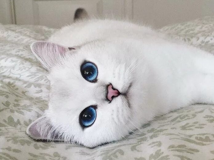 Котенок с голубыми глазами фото Кошка-модель с самыми прекрасными глазами! Gatos loucos, Fotos de animais fofinh