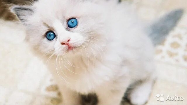Котенок с голубыми глазами фото Голубоглазое чудо купить в Рязани Животные и зоотовары Авито