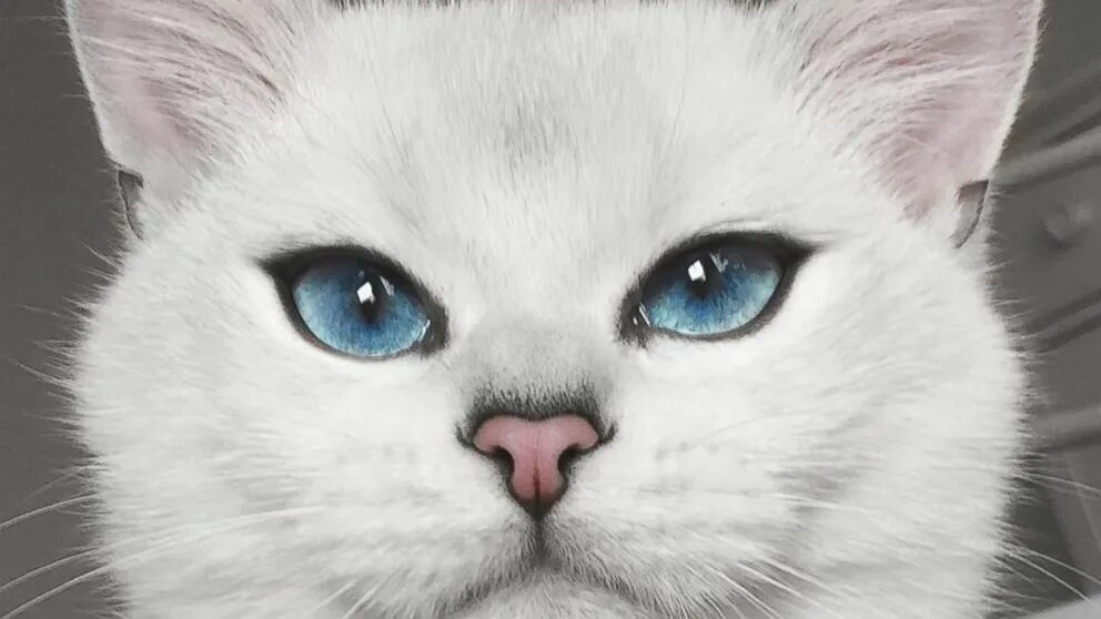 Котенок с голубыми глазами фото Majestic Cat Has the Most Blue-tiful Eyes You’ll Ever See - ABC News