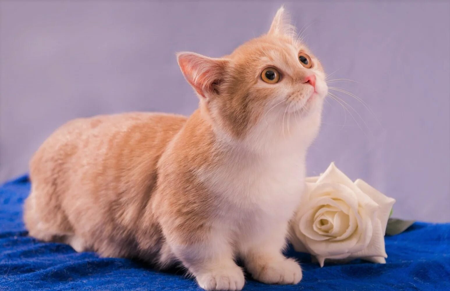 Котенок с короткими лапками фото Кошки. Породы кошек - список, названия, описания, фото и видео - Научно-популярн