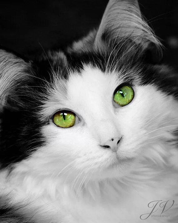 Котенок с зелеными глазами фото ᕈ ųяяʄᏋᏣɬ Ꮭ ♡ ⱴɛ Green eyed cat, Beautiful cats, Cats