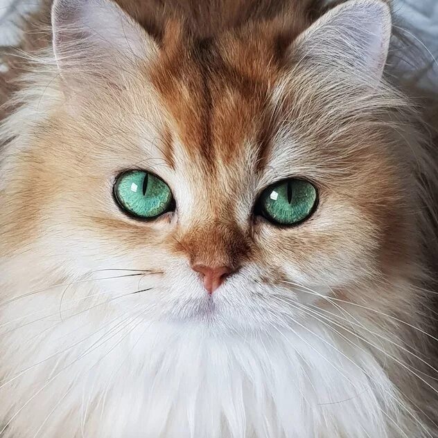 Котенок с зелеными глазами фото Котики в инстаграме! Новости CTC Love