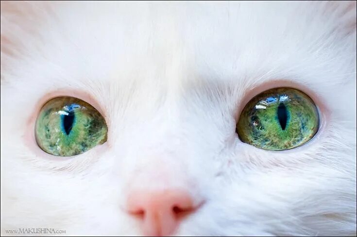 Котенок с зелеными глазами фото I would like to have such green eyes Фотоальбом, Альбом