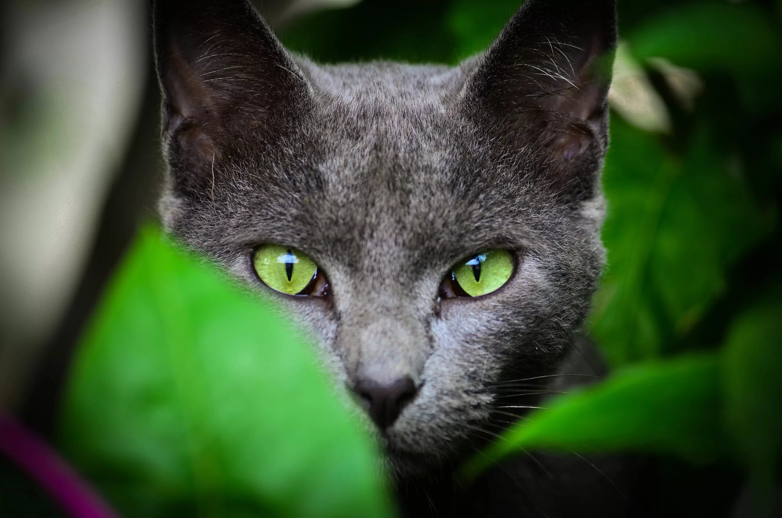 Котенок с зелеными глазами фото Wallpaper : face, leaves, animals, grass, green eyes, whiskers, Russian Blue, Bl