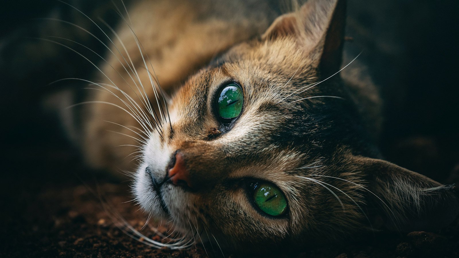 Котенок с зелеными глазами фото Видят ли кошки в темноте? Раскрываем правду - Питомцы Mail
