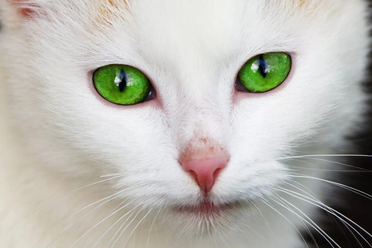 Котенок с зелеными глазами фото File:Cat with green eyes.jpg - Wikimedia Commons